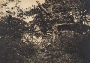Eiche in den Felsen von Fontainebleau, 1849-52