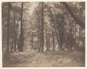 Der Wald von Fontainebleau