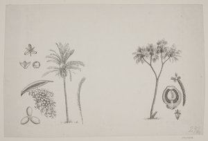 Botanisches Blatt aus Schouws Schriften von H. C. Henneberg