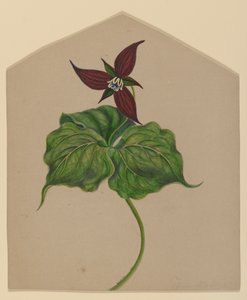 Burgunderrote Blume von H. Lynde