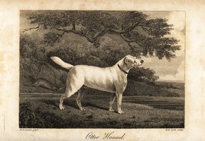 Porträt des letzten verbliebenen Otterhundes in Großbritannien im Jahr 1812, im Besitz des Hon