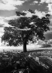 Der Baum in Islington