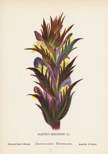 Wildblumen des Heiligen Landes: Acanthus Dioscoridis; Orientalischer Bärenklau