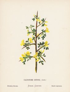 Wildblumen des Heiligen Landes: Calycotome Spinosa, Dorniger Ginster