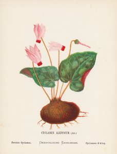 Wildblumen des Heiligen Landes: Cyclamen Aleppicum, Ait; Persisches Alpenveilchen