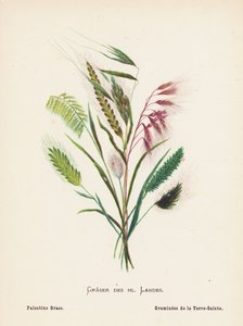 Wildblumen des Heiligen Landes: Gräser des Heiligen Landes; Palästina-Gras von Hannah Zeller
