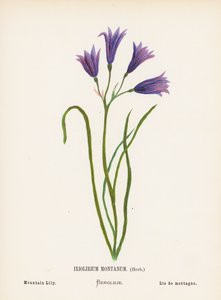 Wildblumen des Heiligen Landes: Ixiolirium Montanum, Kraut; Berglilie von Hannah Zeller