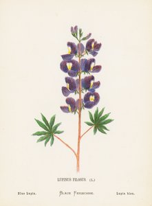 Wildblumen des Heiligen Landes: Lupinus Pilosus; Blauer Lupin (farbige Gravur)