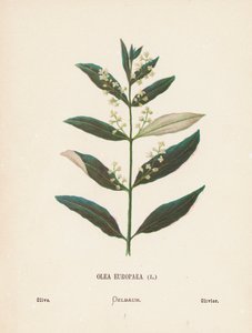 Wildblumen des Heiligen Landes: Olea Europaea; Olive