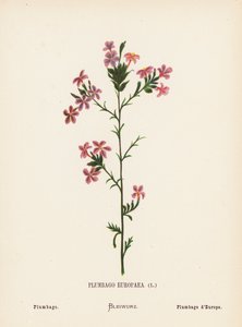 Wildblumen des Heiligen Landes: Plumbago Europaea; Plumbago von Hannah Zeller