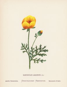 Wildblumen des Heiligen Landes: Ranunculus Asiaticus; Asiatischer Ranunkel