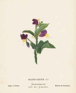 Wildblumen des Heiligen Landes: Solanum Sanctum, Apfel von Sodom