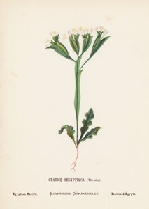 Wildblumen des Heiligen Landes: Statice Aegyptiaca, Thouin; Ägyptische Strandflieder von Hannah Zeller