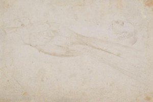 Männlicher Paradiesvogel und der Kopf eines mittelalten Mannes im Profil nach links; auch Details von von Hans Baldung Grien