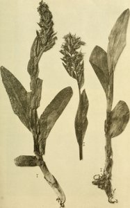 Annalen des K.K. Naturhistorischen Hofmuseums (1914) von Hans Fleischmann