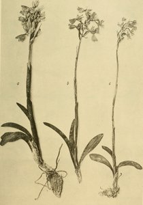 Annalen des K.K. Naturhistorischen Hofmuseums (1914) von Hans Fleischmann