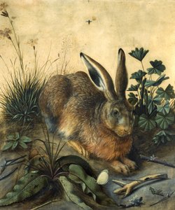 Hase
