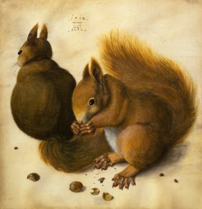 Zwei Eichhörnchen, eines isst eine Haselnuss