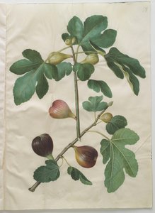Ficus carica aus dem Album Gottorfer Codex