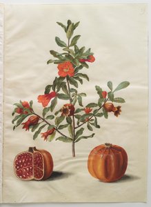 Punica granatum aus dem Album Gottorfer Codex von Hans Simon Holtzbecher