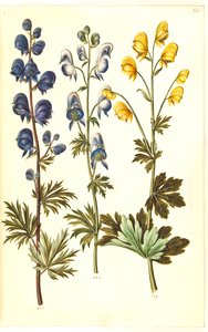 Aconitum napellus (?) (Echter Sturmhut); Aconitum variegatum, evtl. Aconitum ×cammarum (?) (Bunter Sturmhut, evtl. Garten-Sturmhut); Aconitum anthora (Feinblättriger Sturmhut)