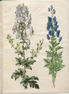 Aconitum variegatum (Bunter Eisenhut); Aconitum napellus (Echter Eisenhut) von Hans Simon Holtzbecker