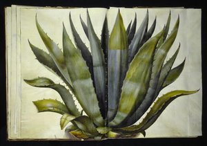 Agave americana (gewöhnliche Agave)