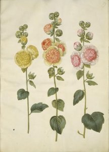 Stockrose