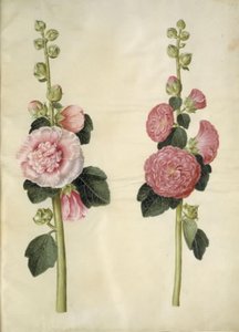 Alcea rosea (Stockrose)