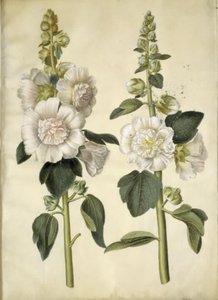 Stockrose