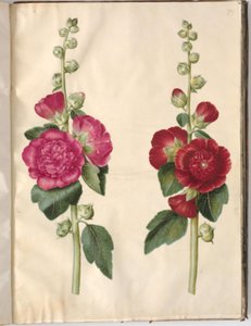 Alcea rosea (Garten-Stockrose)