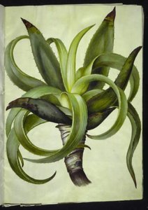 Aloe (Aloe)