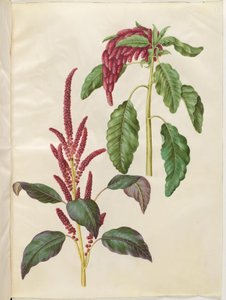Amaranthus cruentus (roter Amarant); Amaranthus caudatus (Fuchsschwanz-Amarant) von Hans Simon Holtzbecker