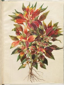 Amaranthus tricolor (Papageien-Amarant) von Hans Simon Holtzbecker