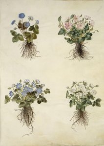 Leberblümchen (blaue Anemone)