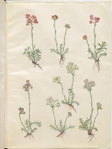 Antennaria dioica (Gewöhnliches Katzenpfötchen)