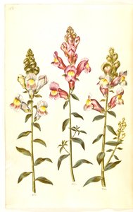 Antirrhinum majus (Garten-Löwenmaul)