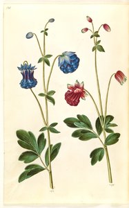 Aquilegia vulgaris (Gemeine Akelei)