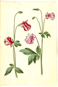 Aquilegia vulgaris (Gemeine Akelei)