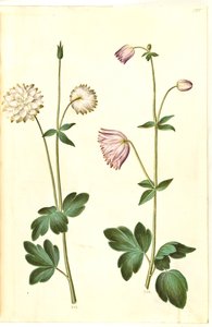 Aquilegia vulgaris (Gewöhnliche Akelei)