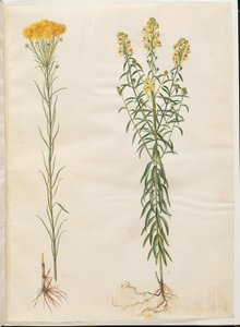 Aster linosyris (Goldhaar-Aster); Linaria vulgaris (Gewöhnliches Leinkraut)