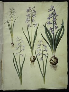 Brimeura amethystina (pyrenäische Hyazinthe); Hyacinthus orientalis (gewöhnliche Hyazinthe) von Hans Simon Holtzbecker