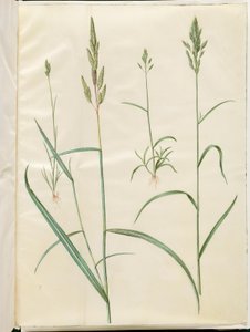Weiche Trespe; Rohrglanzgras von Hans Simon Holtzbecker