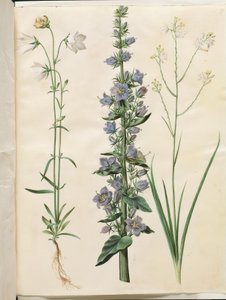 Campanula persicifolia (Pfirsichblättrige Glockenblume); Campanula pyramidalis (Pyramiden-Glockenblume); Anthericum ramosum (Verzweigte Spinnenpflanze) von Hans Simon Holtzbecker