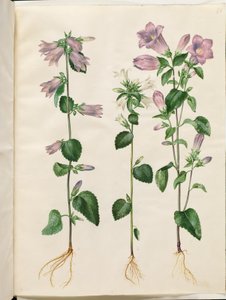 Campanula trachelium (Nessel-Glockenblume); Campanula medium (Marien-Glockenblume)