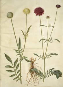 Cephalaria leucantha (weißer Schuppenkopf); Scabiosa atropurpurea (Witwenblume) von Hans Simon Holtzbecker