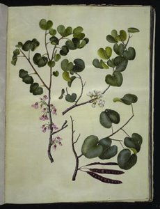 Cercis siliquastrum (Gewöhnlicher Judasbaum)