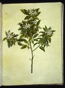 Citrus aurantium (Pomeranze)