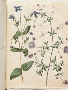 Clematis integrifolia (blaue Stauden-Waldrebe); Clematis viticella (italienische Waldrebe) von Hans Simon Holtzbecker