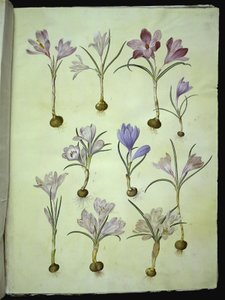 Crocus vernus (Frühlings-Krokus)